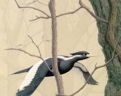 Ivory billed Woodpecker - 威廉·齐默曼